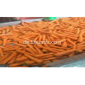 frisches Gemüse frische Karotte